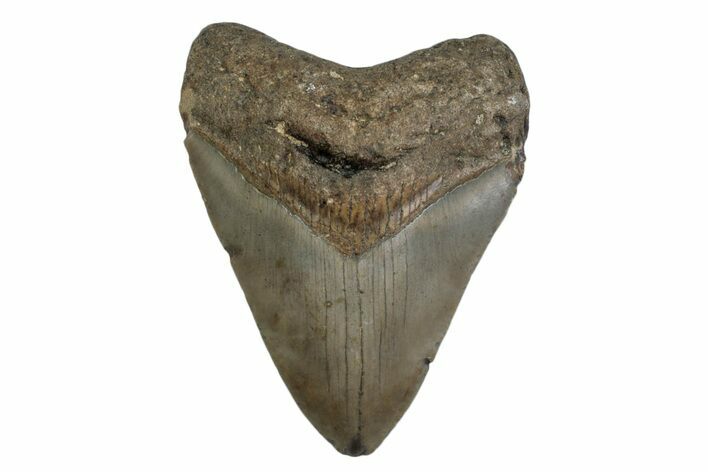 Fossil Megalodon Tooth - North Carolina #377967